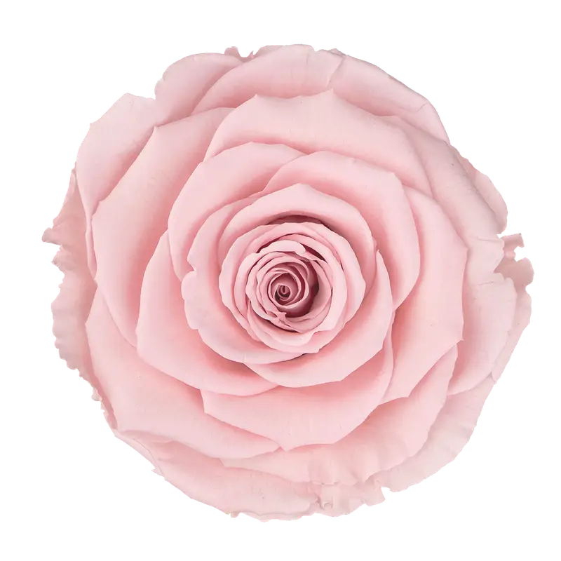 Swarovski ® Navette Crystal Single: Pink Ecuadorian Preserved Rose in Mini 5" White Velvet Box