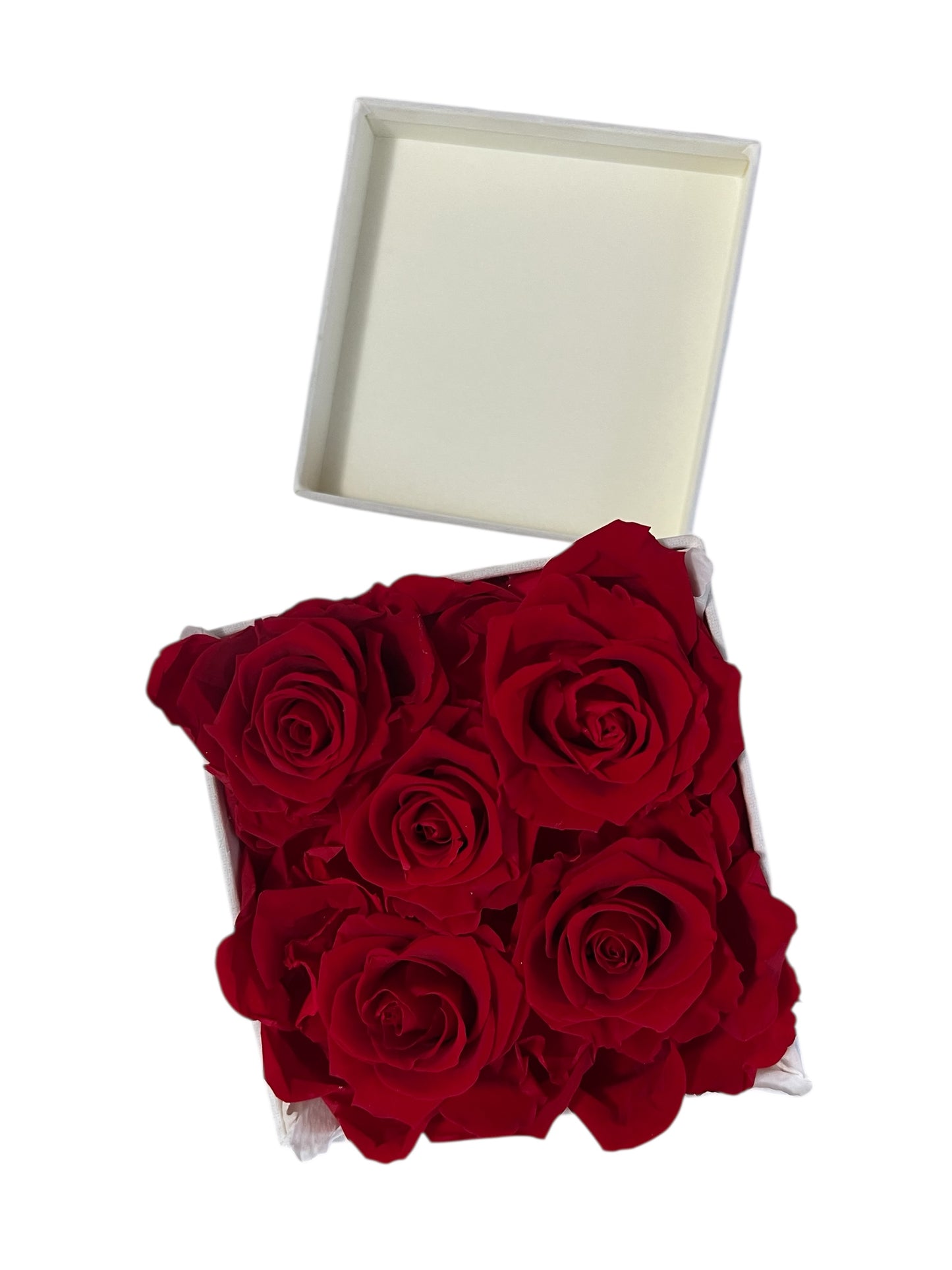 Five XL Preserved RED Ecuadorian Swarovski Element "Full Bloom" - Ivory White 6.75" x 6.75" Velvet Cube Box