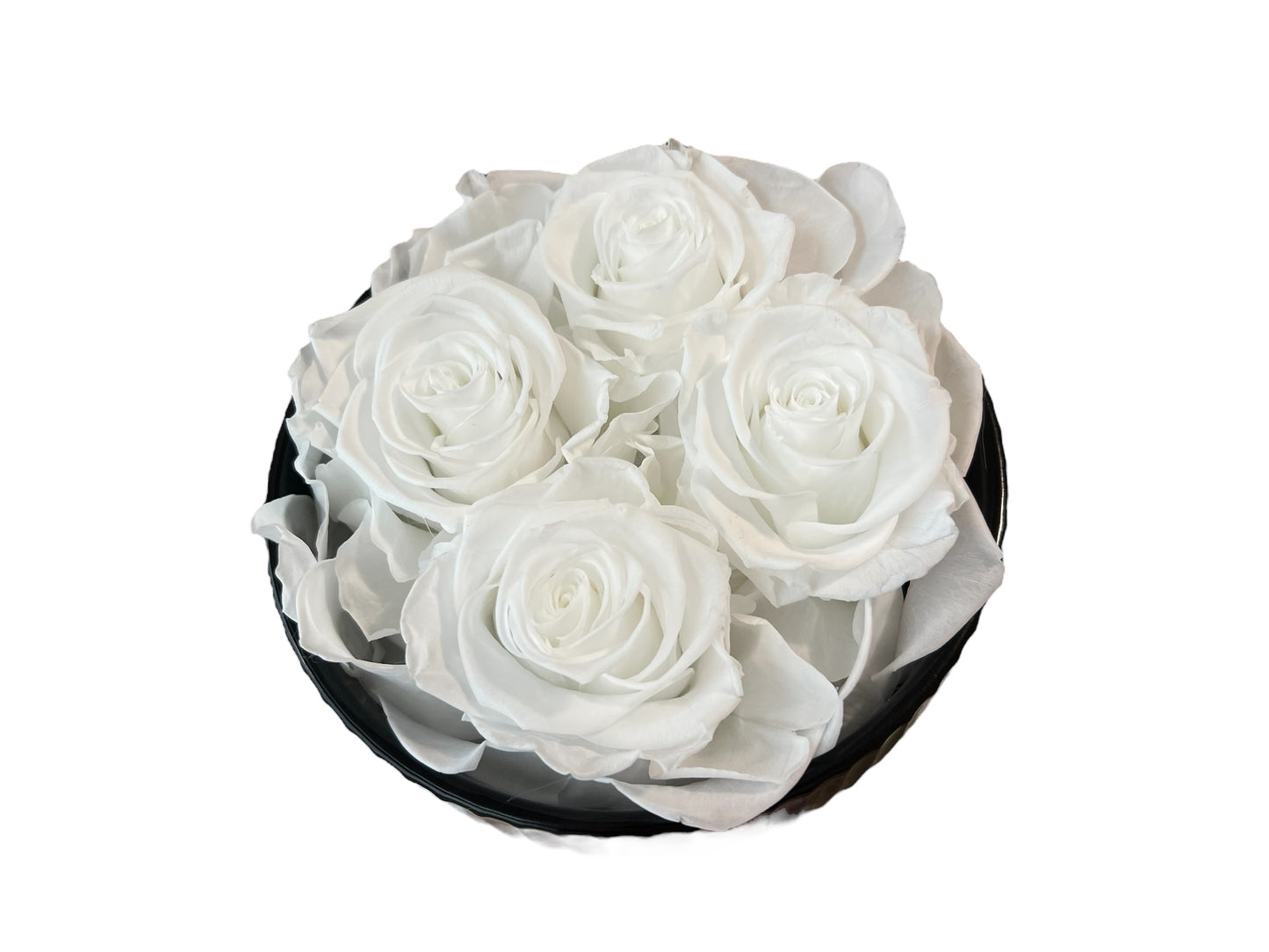 4 XL Ecuadorian Preserved Pure White Roses in a Black Ribbed Flower Pot 6.5' Inch Diameter