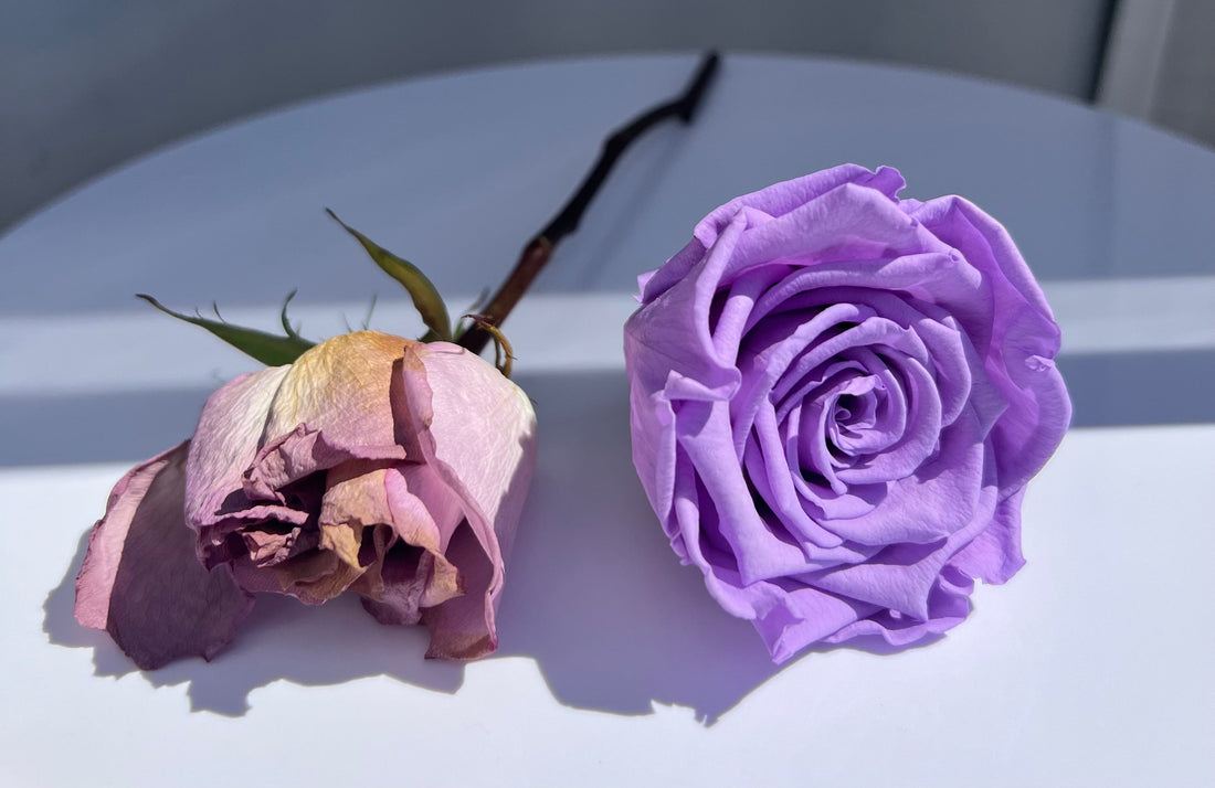 3 Years of 12 Fresh Roses = $10,000+ vs Rose Haus $275 Preserved Roses