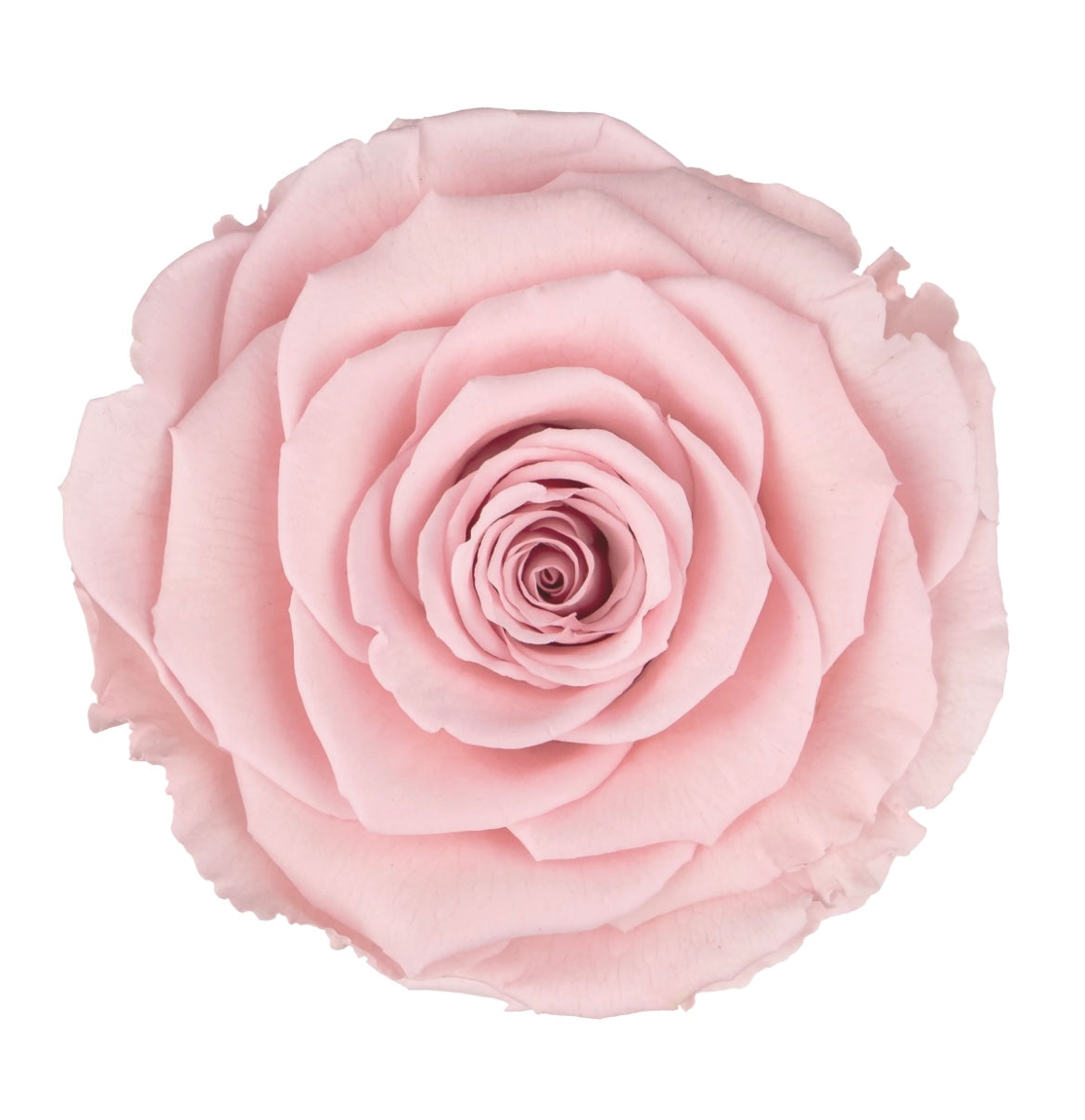 High Rim Stone Base 'Pink Crown' XL Ecuadorian Dusty Pink Preserved Roses 24K Edition Luxury Centerpiece