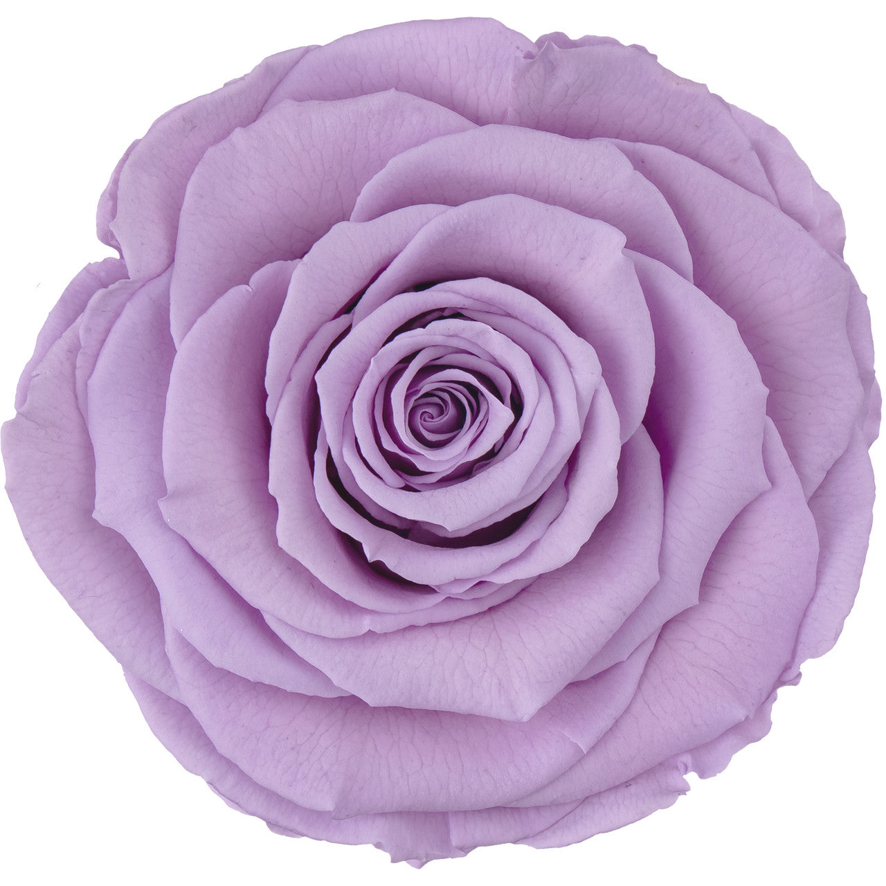 High Rim Stone Base 'Lavendar Crown' XL Ecuadorian Preserved Roses 24K Edition Luxury Centerpiece