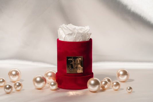 White Single XL Ecuadorian Preserved Rose in a 5" Red Velvet Round Mini Box