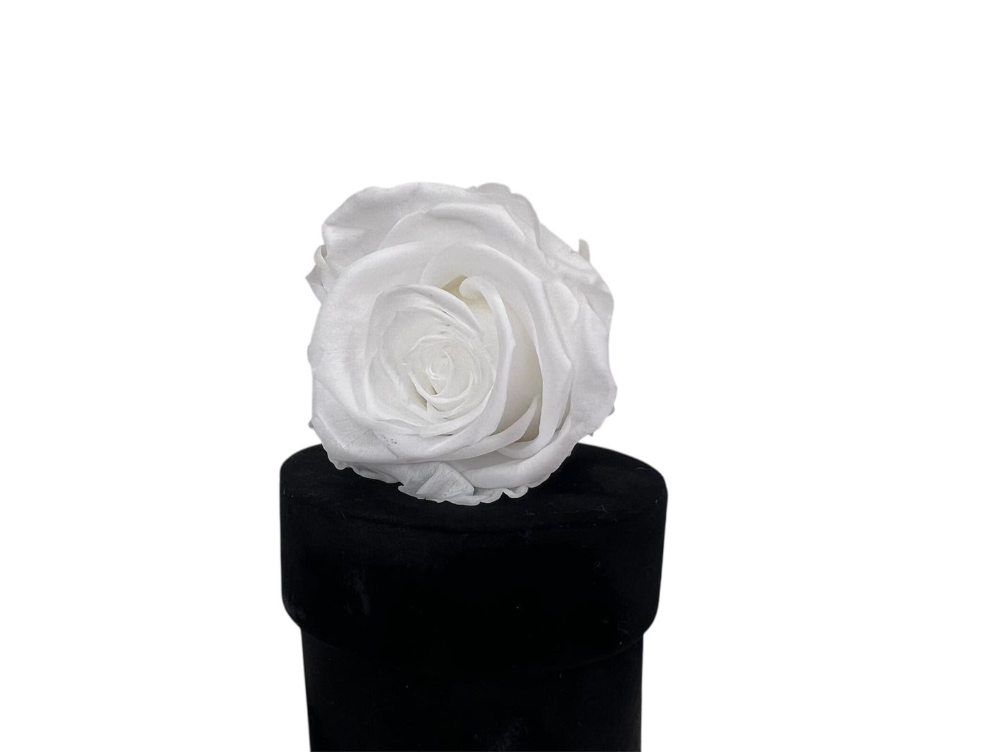 White Single XL Ecuadorian Preserved Rose in a 4" Black Velvet Round Mini Box